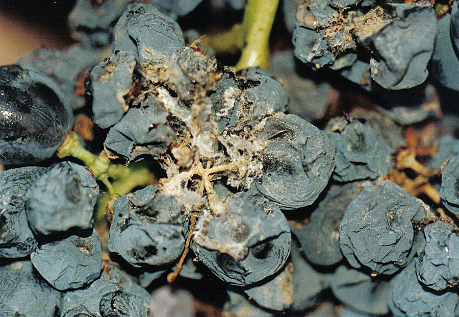 Botrytis cenárea grey rot plague vineyard pheromones ecological treatmente Fincas de Azabache